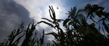 FAO: Prețurile mondiale la alimente, la cel mai ridicat nivel din ultimii trei ani, în iulie