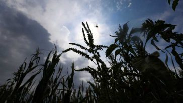 FAO: Prețurile mondiale la alimente, la cel mai ridicat nivel din ultimii trei ani, în iulie