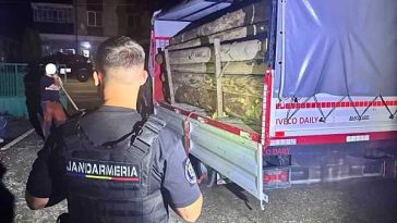 Bistrița-Năsăud: Transport ilegal de lemn, depistat de jandarmii de la Colibița pe un drum forestier