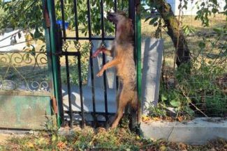 Vaslui: Femeie atacată și mușcată de un șacal; victima a fost transportată la spital