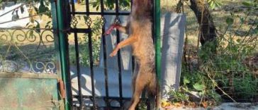 Vaslui: Femeie atacată și mușcată de un șacal; victima a fost transportată la spital