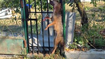 Vaslui: Femeie atacată și mușcată de un șacal; victima a fost transportată la spital