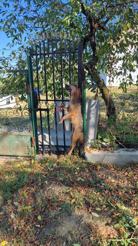 Vaslui: Femeie atacată și mușcată de un șacal; victima a fost transportată la spital