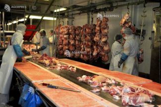 Numărul sacrificărilor și producția de carne au crescut în iunie la bovine, porcine și păsări