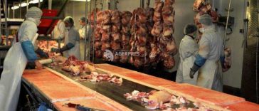 Numărul sacrificărilor și producția de carne au crescut în iunie la bovine, porcine și păsări