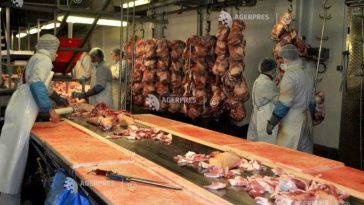 Numărul sacrificărilor și producția de carne au crescut în iunie la bovine, porcine și păsări
