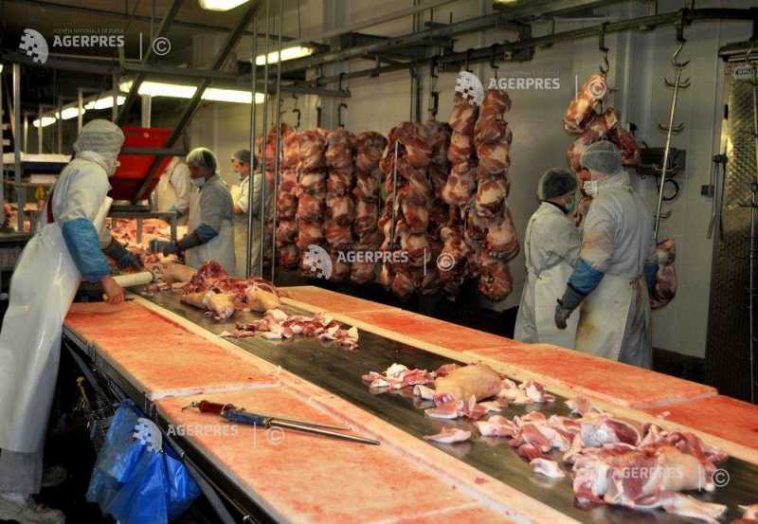 Numărul sacrificărilor și producția de carne au crescut în iunie la bovine, porcine și păsări