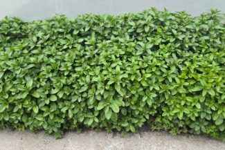 Buzău: BRGV păstrează aromele copilăriei în soiuri de mentă cu arome de ciocolată, cuișoare și vanilie