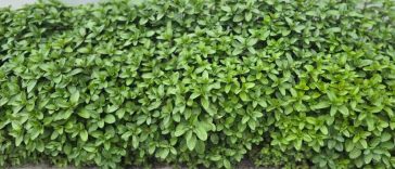 Buzău: BRGV păstrează aromele copilăriei în soiuri de mentă cu arome de ciocolată, cuișoare și vanilie