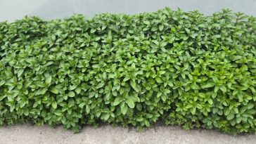 Buzău: BRGV păstrează aromele copilăriei în soiuri de mentă cu arome de ciocolată, cuișoare și vanilie