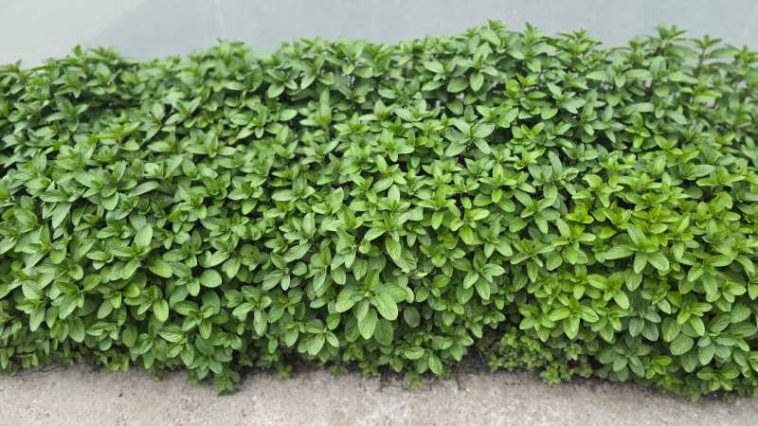 Buzău: BRGV păstrează aromele copilăriei în soiuri de mentă cu arome de ciocolată, cuișoare și vanilie