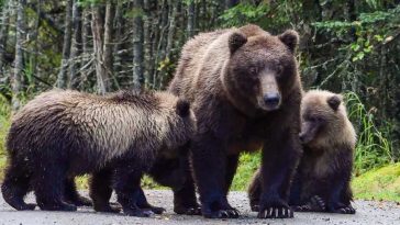 Brașov: O ursoaică și trei pui – capturați de Primărie și preluați de Sanctuarul de la Zărnești