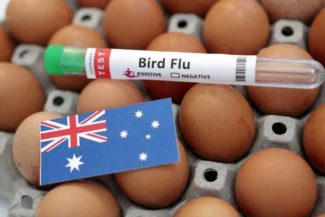 Australia va vaccina păsările împotriva tulpinii H5 a gripei aviare