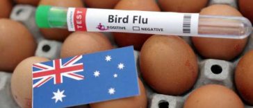 Australia va vaccina păsările împotriva tulpinii H5 a gripei aviare