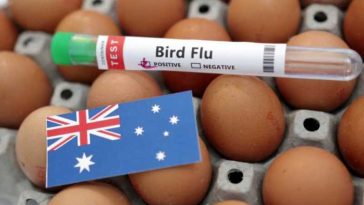Australia va vaccina păsările împotriva tulpinii H5 a gripei aviare