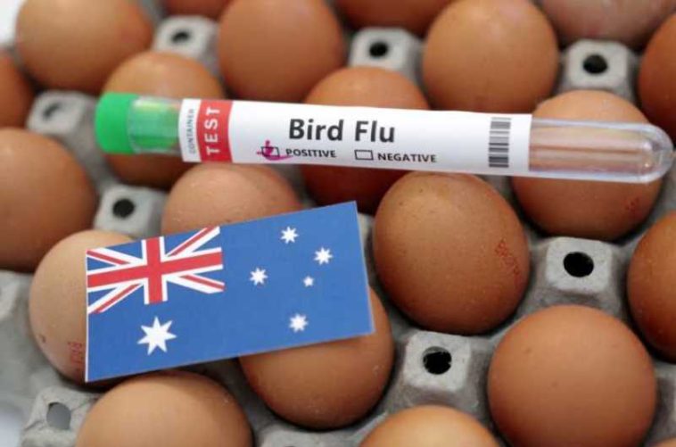 Australia va vaccina păsările împotriva tulpinii H5 a gripei aviare