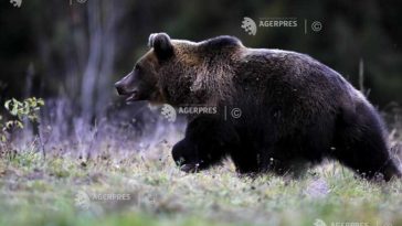 Bistrița-Năsăud: Un nou atac de urs asupra animalelor domestice, la Bichigiu; mesaj RO-ALERT pentru populație
