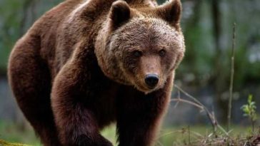 Brașov: Al treilea exemplar de urs extras în Poiană în trei luni