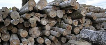 IGPR: Peste 5.300 de dosare penale și 1.200 de persoane cercetate pentru nereguli la domeniul silvic, în 6 luni