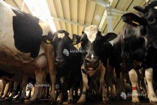 Mureș: Crescătorii de bovine avertizează că prăbușirea prețului la lapte și scumpirea motorinei trimit animalele la abator