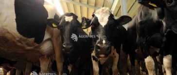Mureș: Crescătorii de bovine avertizează că prăbușirea prețului la lapte și scumpirea motorinei trimit animalele la abator