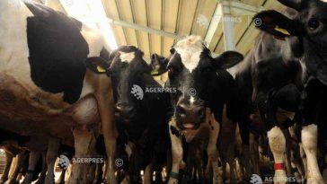 Mureș: Crescătorii de bovine avertizează că prăbușirea prețului la lapte și scumpirea motorinei trimit animalele la abator