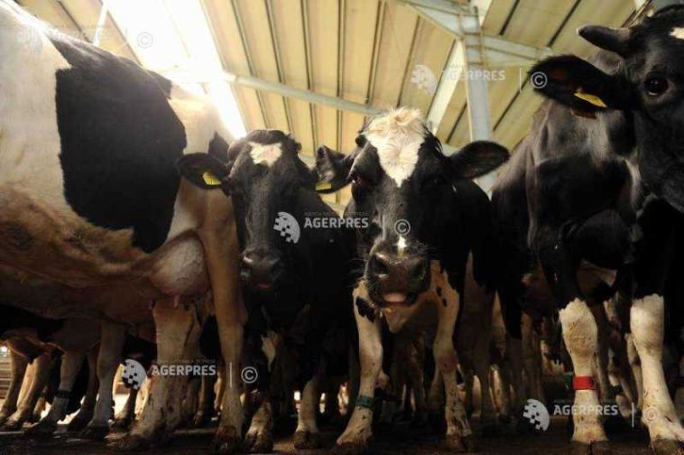 Mureș: Crescătorii de bovine avertizează că prăbușirea prețului la lapte și scumpirea motorinei trimit animalele la abator