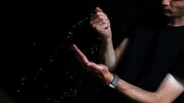 Fermierii germani cer ajutorul guvernului pentru a face față unei recolte de cereale ”dezamăgitoare”