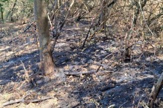 Arad: Incendiu subteran în Parcul Natural Lunca Mureșului; autoritățile analizează inundarea artificială a zonei