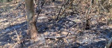 Arad: Incendiu subteran în Parcul Natural Lunca Mureșului; autoritățile analizează inundarea artificială a zonei