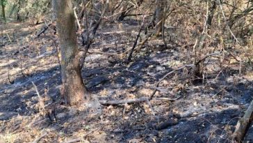 Arad: Incendiu subteran în Parcul Natural Lunca Mureșului; autoritățile analizează inundarea artificială a zonei