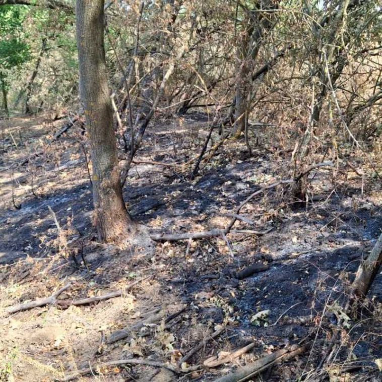Arad: Incendiu subteran în Parcul Natural Lunca Mureșului; autoritățile analizează inundarea artificială a zonei