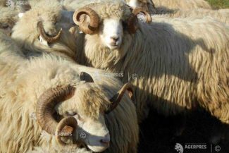 Tulcea: Medicii veterinari au confirmat un nou focar de variolă ovină în județ, la Peceneaga