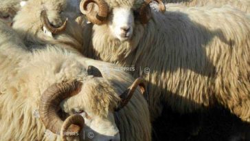 Tulcea: Medicii veterinari au confirmat un nou focar de variolă ovină în județ, la Peceneaga