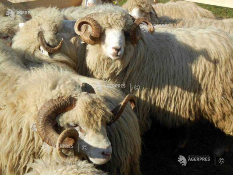 Tulcea: Medicii veterinari au confirmat un nou focar de variolă ovină în județ, la Peceneaga