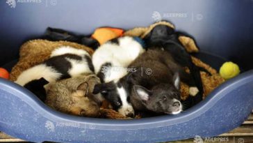 Alba: Adopții externe pentru sute de câini din adăpostul public din Alba Iulia