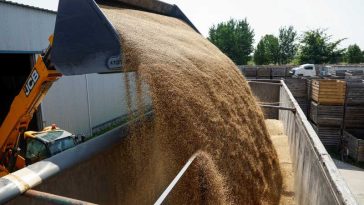 Cumpărătorii globali de grâu se pregătesc de o reducere a ofertei pe fondul atacurilor din Marea Neagră