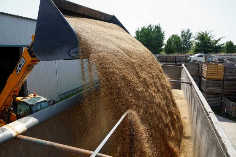 Cumpărătorii globali de grâu se pregătesc de o reducere a ofertei pe fondul atacurilor din Marea Neagră