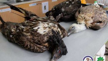 Mureș: Zăganul Boev, monitorizat în România, a fost găsit mort în Bulgaria, din cauza unei otrăviri