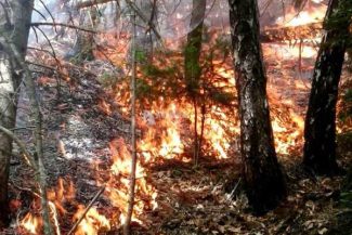 Vrancea: Pompierii intervin la un incendiu care a cuprins 10 hectare de pădure în zona Muntelui Giurgiu