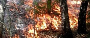 Vrancea: Pompierii intervin la un incendiu care a cuprins 10 hectare de pădure în zona Muntelui Giurgiu