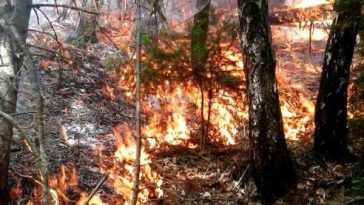 Vrancea: Pompierii intervin la un incendiu care a cuprins 10 hectare de pădure în zona Muntelui Giurgiu