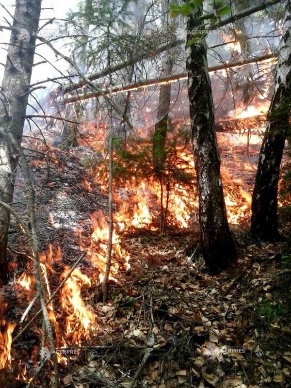 Vrancea: Pompierii intervin la un incendiu care a cuprins 10 hectare de pădure în zona Muntelui Giurgiu