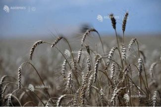 Olt: Deși au obținut recolte bune de cereale, fermierii susțin că abia acoperă costurile de producție