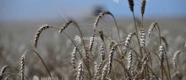 Olt: Deși au obținut recolte bune de cereale, fermierii susțin că abia acoperă costurile de producție