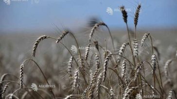 Olt: Deși au obținut recolte bune de cereale, fermierii susțin că abia acoperă costurile de producție