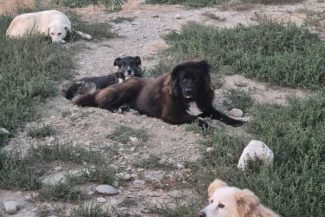 Buzău: Câini abandonați în urma unor ”accidente” de reproducere sau pentru că ”nu mai sunt la modă” (GALERIE FOTO)