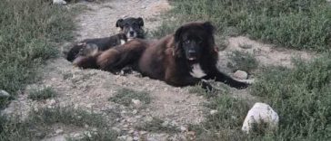 Buzău: Câini abandonați în urma unor ”accidente” de reproducere sau pentru că ”nu mai sunt la modă” (GALERIE FOTO)