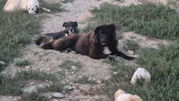 Buzău: Câini abandonați în urma unor ”accidente” de reproducere sau pentru că ”nu mai sunt la modă” (GALERIE FOTO)