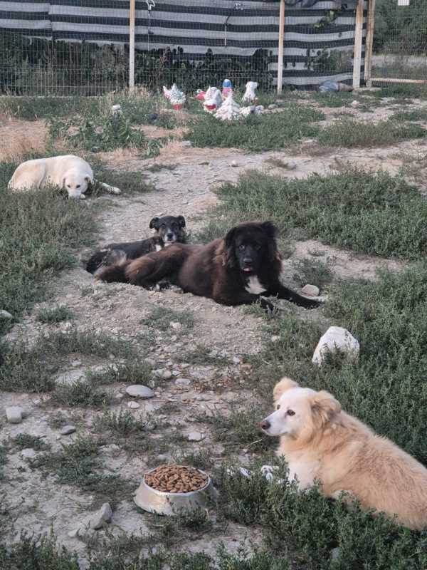Buzău: Câini abandonați în urma unor ”accidente” de reproducere sau pentru că ”nu mai sunt la modă” (GALERIE FOTO)